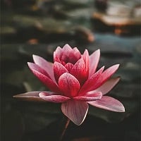 電話占いミアレ　咲花先生