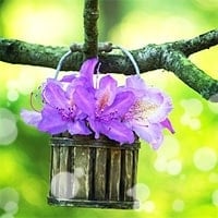 リエルの早花先生